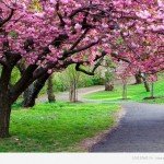  Факти про сакуру
