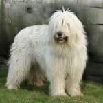 Собака Південноросійська вівчарка: правильний догляд за породою собак Південноросійська вівчарка і його цуценятами 