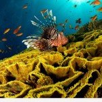  Факти про Червоному морі