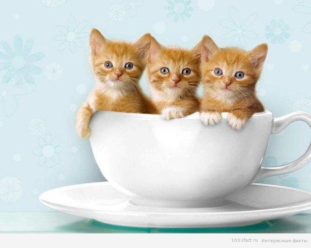 котята