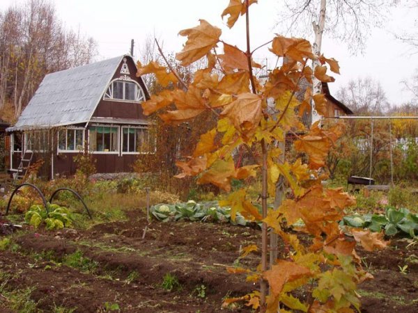 5 основних садових робіт на дачній ділянці перед настанням холодів
