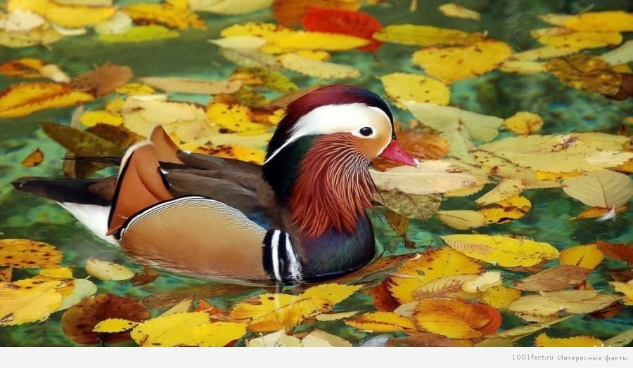 на воді