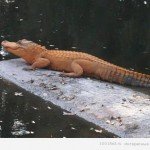  Сама незвичайна забарвлення у тварин