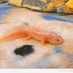  Факти про аксолотля