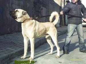 турецька собака кангал