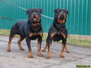порода собак ротвейлер
