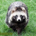  Енотовидная собака в домашніх умовах – фото, як виглядає, чим харчується 